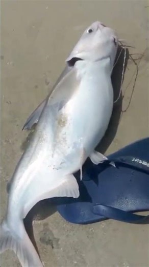 fishing results using bolo bread bait