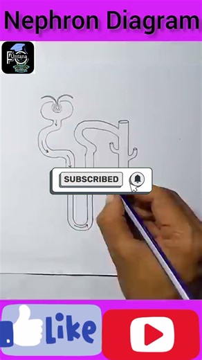 How to draw nephron diagram with easy trick #viral#trending #ytshorts