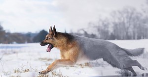 Realistic 3D German Shepherd Model For Animations