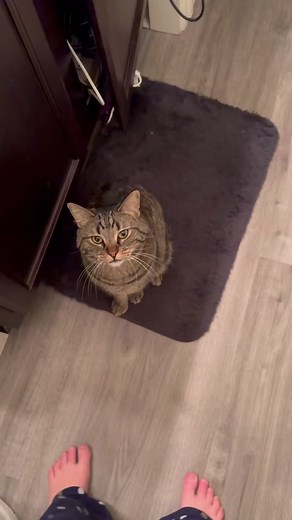 Different cat personality types 🐱 Chip is all personalities in one 😹 #catpersonality #catpersonalitytypes #chipthemanx #cats #catsoftiktok