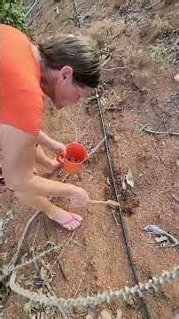 I replanted my cacao tree directly from the seed without a seedling!