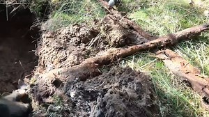 WWII relics reveal a desperate retreat in an Eastern Front forest