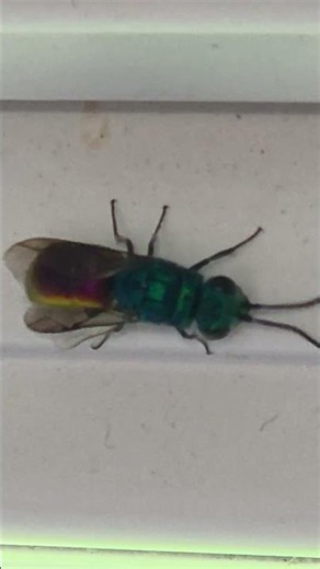 Animals Beetle Insects #animals #animal #animalshorts #insects #insect