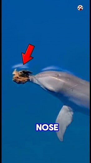 This Dolphin Uses Tools Like a Human! 🐬🧠 #shorts #dolphin #animalfacts