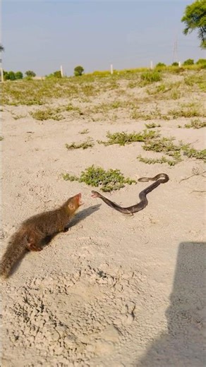 Snake vs mongoose fight