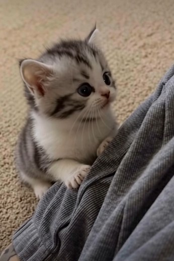 I wasn’t sleeping, hooman… just resting my adorableness. | When Cats Go Crazy