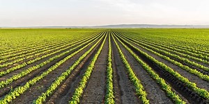 Pros and Cons of Monoculture Farming | Greentumble