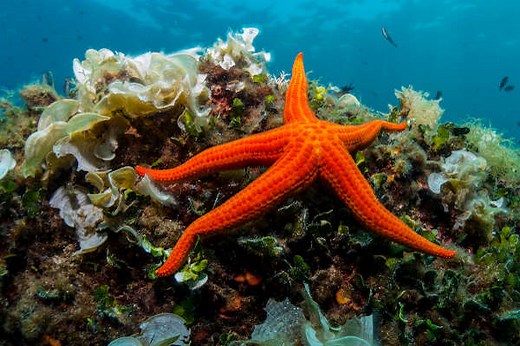 Equinodermos: características gerais, classificação - Brasil Escola