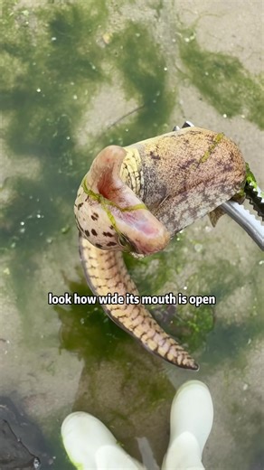 Electric Eel: Fascinating Ocean Creature