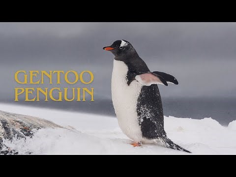 What sound does a penguin make? Gentoo penguin sounds in Antarctica!