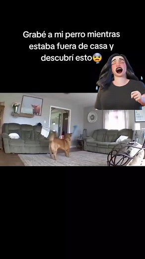 Hotel para perros 5 Huellitas on Reels