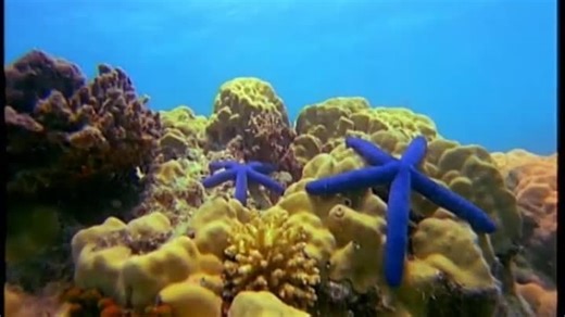 (2004) Baby Van Gogh UK/Australian 2005 DVD (Italian)