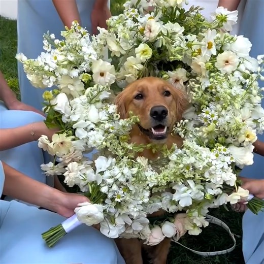 Adorable dog wears bouquet as flower girl at wedding