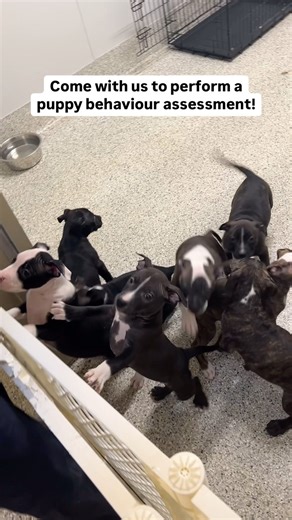 Remember Chelsea and her nine puppies? The puppies are almost ready for adoption! They’ve had their behaviour assessments and spay/neuter surgeries and will soon be ready to find their perfect matches. Did you know? At the OHS we have a whole team dedicated to animal behaviour! Every cat and dog adopted from the OHS gets a behaviour assessment to help determine their personality and what kind of home would be best for them. We know these babies are going to find their perfect forever homes in no