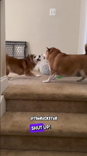 Dog Had Enough of Zoomy! - RxCKSTxR Comedy Voiceover