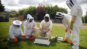 How to make a queen bee 🐝🐝 Many hobbyist Tasmanian beekeepers are in the process of learning how to make their own queen bees due to new biosecurity rules. And they're finding out that it's a pretty fiddly business! 🎥 Sarah Abbott and Laurissa Smith | ABC Northern Tasmania