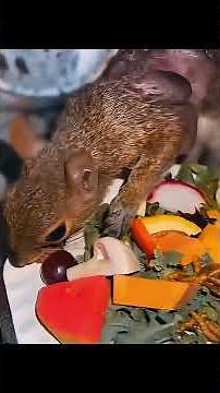 This Squirrel Was Dying From Fly Larvae — What Happened Next Will Break Your Heart #animalrescue