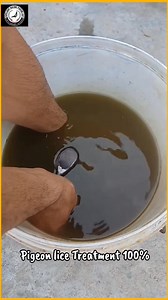 14K views · 111 reactions | Pigeon lice Treatment 100% #pigeonlice #liceTreatment #racingpigeons #pigeonracing #lice | Topflight Racing Pigeon Loft | Facebook