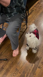 Rehearsing for the #EverybodyKnowsItsChristmas Tour and trying out our new backup singer… what do you think? Should we take him out on the road with us?The tour kicks off this weekend in Massachusetts! Did you get your tickets yet? 👉 chrisisaak.com | Chris Isaak