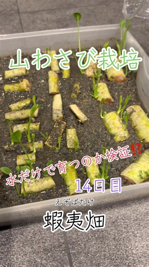 🌱山わさび栽培14日目🌱 水だけで本当に育つのか検証中ッ🤣💧 そして2週間でここまで伸びました🌿🔥 葉っぱもどんどん増えてきて 完全に“やる気モード”入ってます😂✨ 最初の頃は変化なさすぎて ただの棒を毎日撮影してたのに🤣笑 今では毎日ニョキニョキ成長中👀🌱 山わさびの生命力、恐るべし💪🔥 このままどこまで育つのか！？ 蝦夷畑のチャレンジ、まだまだ続きます🫡✨ #山わさび #山わさび栽培 #蝦夷畑 #川砂栽培 #家庭菜園 #北海道 #ホースラディッシュ #発芽 #成長記録 #毎日投稿 #TikTok農家 #水だけチャレンジ #植物観察 #農業 #ニョキニョキ