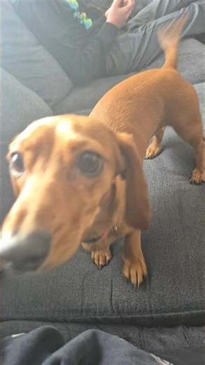 They're so cuteeeeeee 😍 #weinerdog #dog #cute