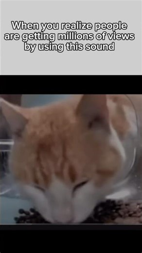 Cat eating meme || whattt!!!