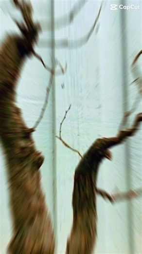 Before and after work on client trees | Sylvia Smith’s Bonsai