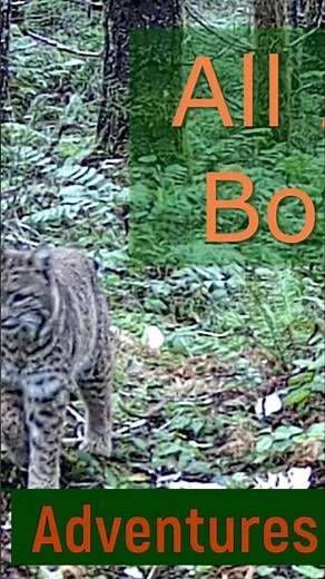Bobcat Scream: Nature's Ominous Call in the Forest!