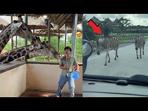 Hmari Car Ka Samna Zebra Agea 😱