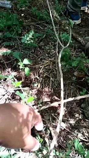 Lithium ore mining | Nutrition