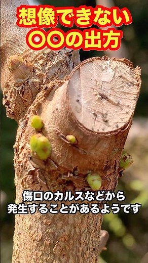 From there? Since it's impossible to predict how a new [plant name] will grow, is it pointless to...