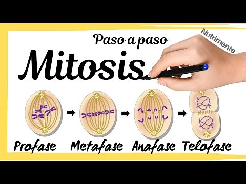 MITOSIS (Step by Step)