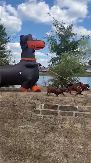 Dachshund Halloween Costume || ViralHog