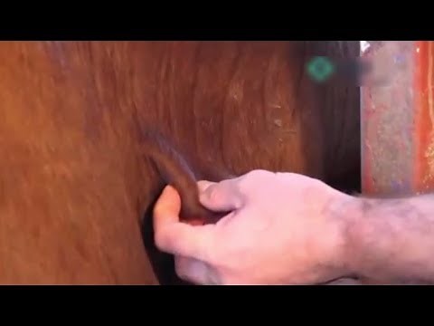 sc injection technique in cattle