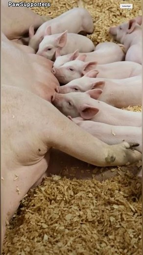Newborn Piglets Feeding on Their Mother 🐷🍼 | A Pure Moment of Life #Shorts