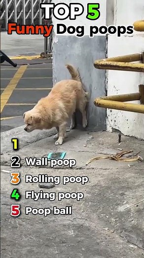 Top 5 Dog Poop Moments Caught on Camera 💩🐶#top5 #funnydogs #dogfails #pettok #viralpets