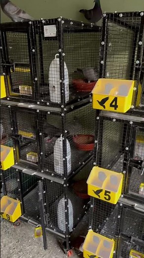 Pigeon cage setup | pigeon loft design ideas