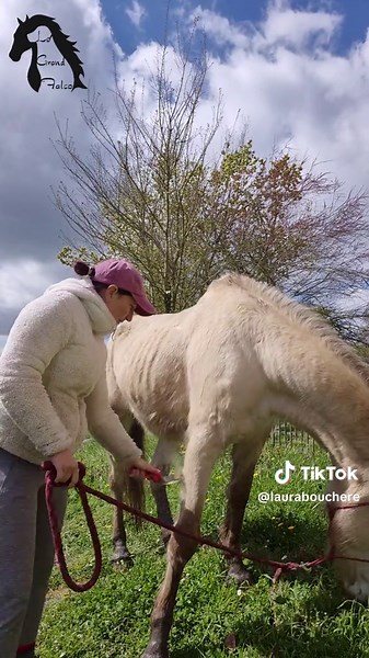 L'élevage équin : un défi quotidien pour le bien-être des chevaux