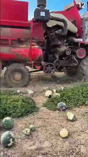 Vegetation shredded—machine clears field for melon harvest