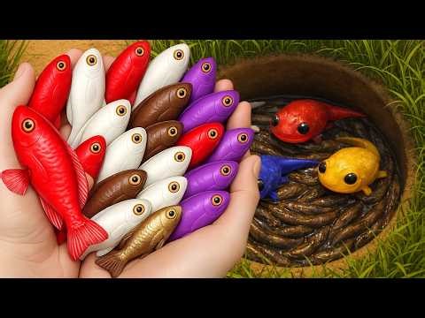 Catching Cute Fish and Creatures from Mini Ponds & Surprise Eggs Comet Fish, bettas, koi, puffer