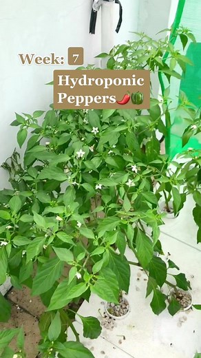 Growing Chili Peppers Hydroponically: A Guide to Soil-Free Planting