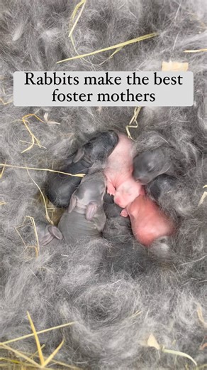 183K views · 1.6K reactions | Animals are truly amazing. ❤️ Rabbits will take in another doe’s babies no problem. Peanut is doing an excellent job with her kits, I just wanted to make sure everyone was getting properly fed. Since Maisy’s litter was smaller, it worked out great. #rabbits #babybunnies #bunnies #rabbitlife #silverfox #rabbits #babyanimals #homesteading #homesteader #homestead #meatrabbits #farmlife | Hannah Easton | Facebook
