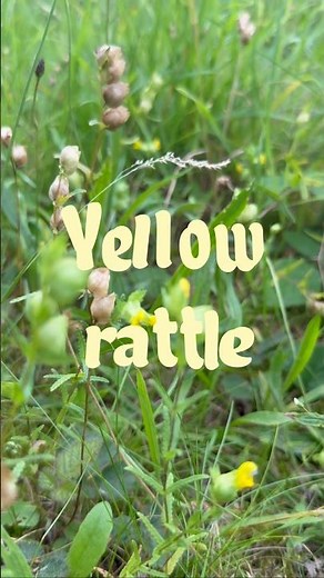 The wildflower that eats grass and makes meadows