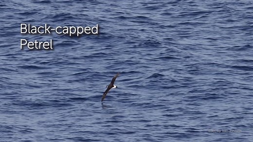 Where it nests, the Black-capped Petrel is known as Diablotín, or little devil. How did it earn such a fiendish nickname? Find out here: https://abcbirds.org/bird/black-capped-petrel Video clips by Tom Johnson | American Bird Conservancy