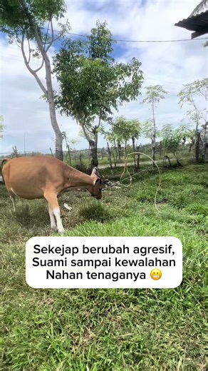 Detik-detik Induk Sapi Mengamuk dan Lepas Pegangan #sapingamuk #ceritapeternak #induksapi #kehidupankandang #peternakdesa