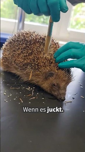Wenn es juckt ...