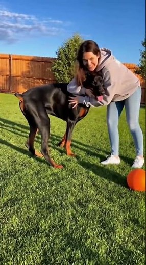 The Best Doberman in the World 🐕💪