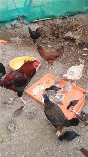 All Desi murgi murga feading morning 🌄🌅(1080P_HD) #shortvideo #shortvideo #chicken