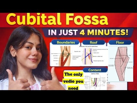 Cubital Fossa Anatomy | Boundaries, Roof, Floor & Contents | upper limb anatomy