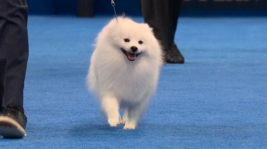 2025 NDS: American Eskimo